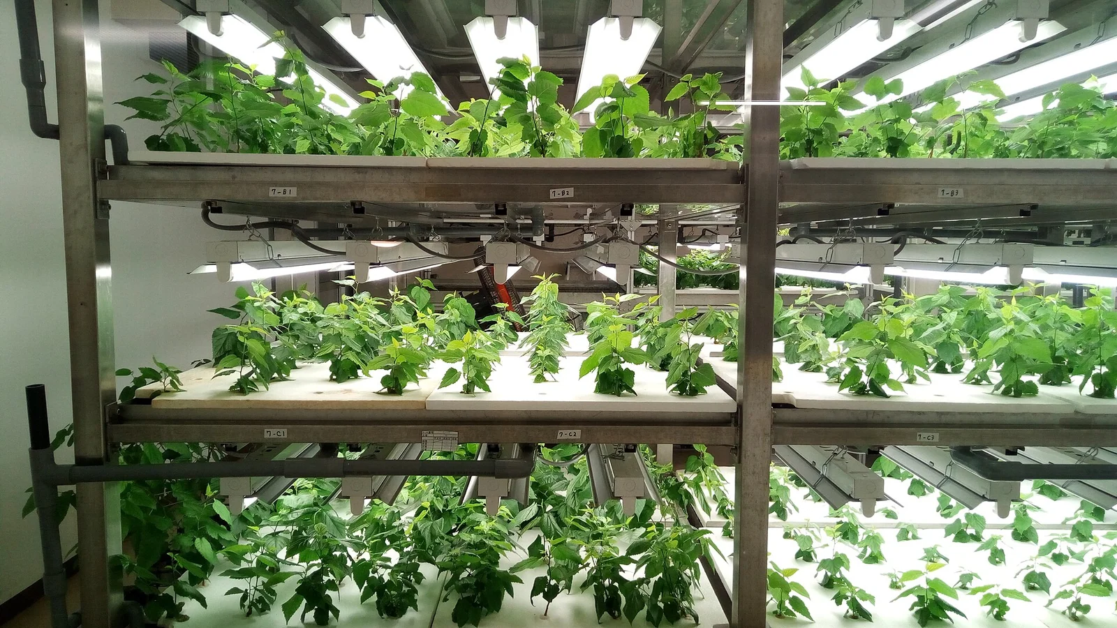 Illustrative photo of indoor hydroponic growing racks under LED lights